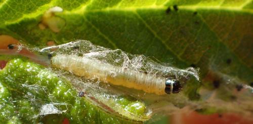 Réf. 182 646 : Epinotia abbreviana